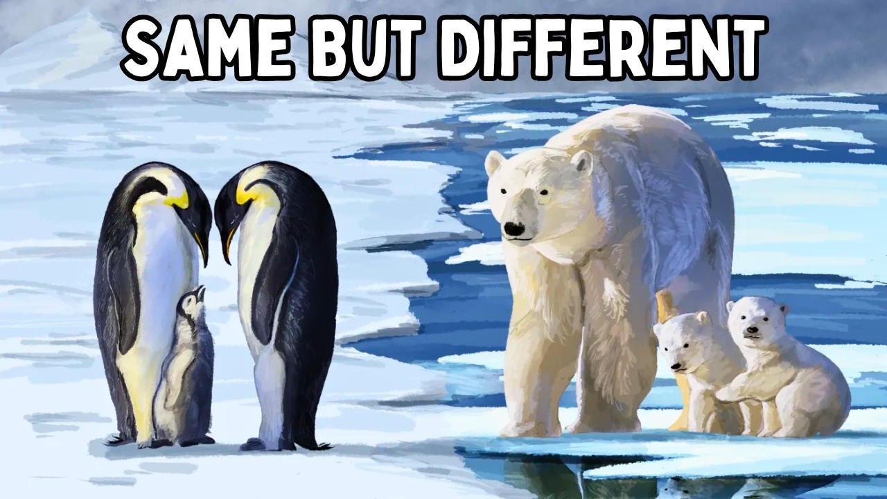 Why Animals Are White In The Arctic But Black In Antarctica