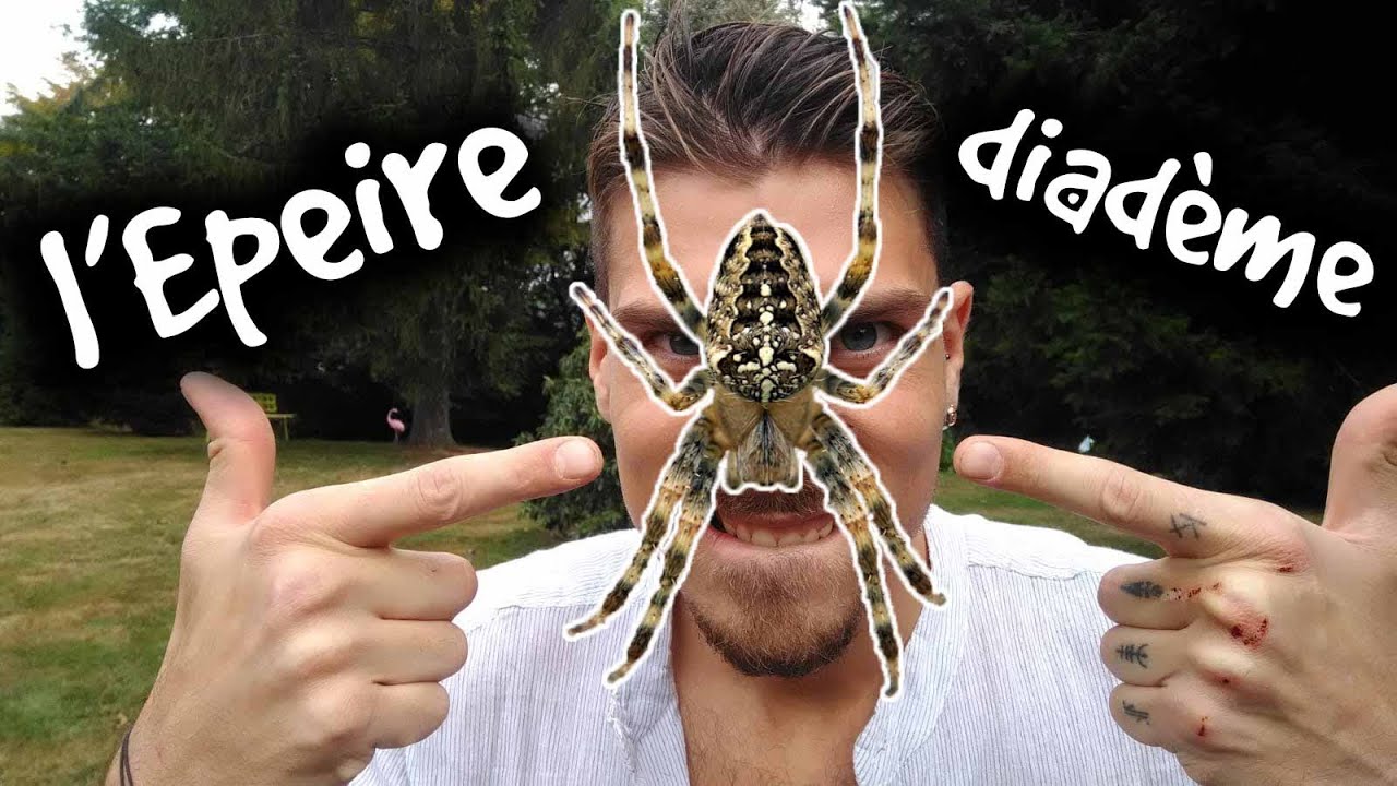L'EPEIRE DIADEME - ANIMAUXMDE
