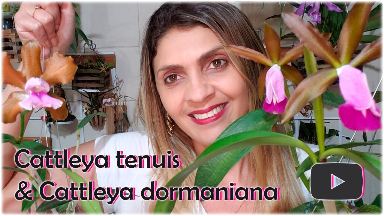 Cattleya tenuis & Cattleya dormaniana!💗