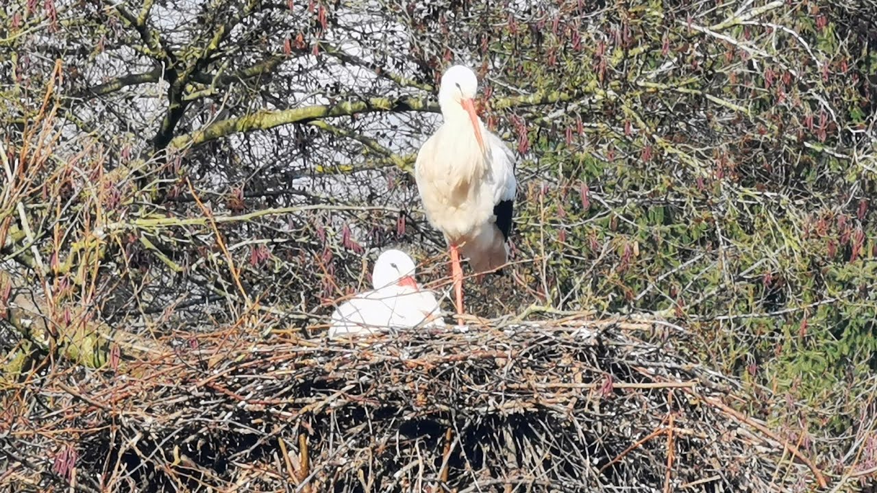 Vogelpark Marlow 28.02.2026