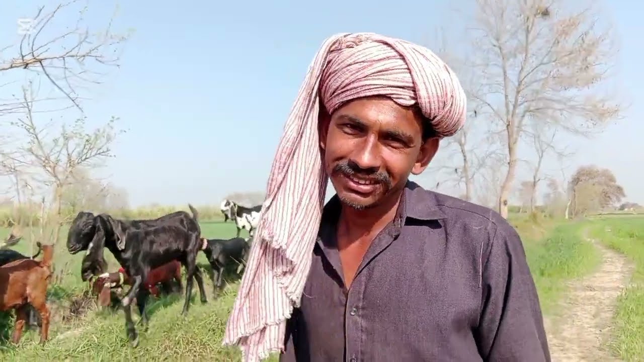 گوجران یا بکریاں ماشااللہ کالیاں ڈبیاں اپ تو بہت ایک دوسرے نال پیار کردے