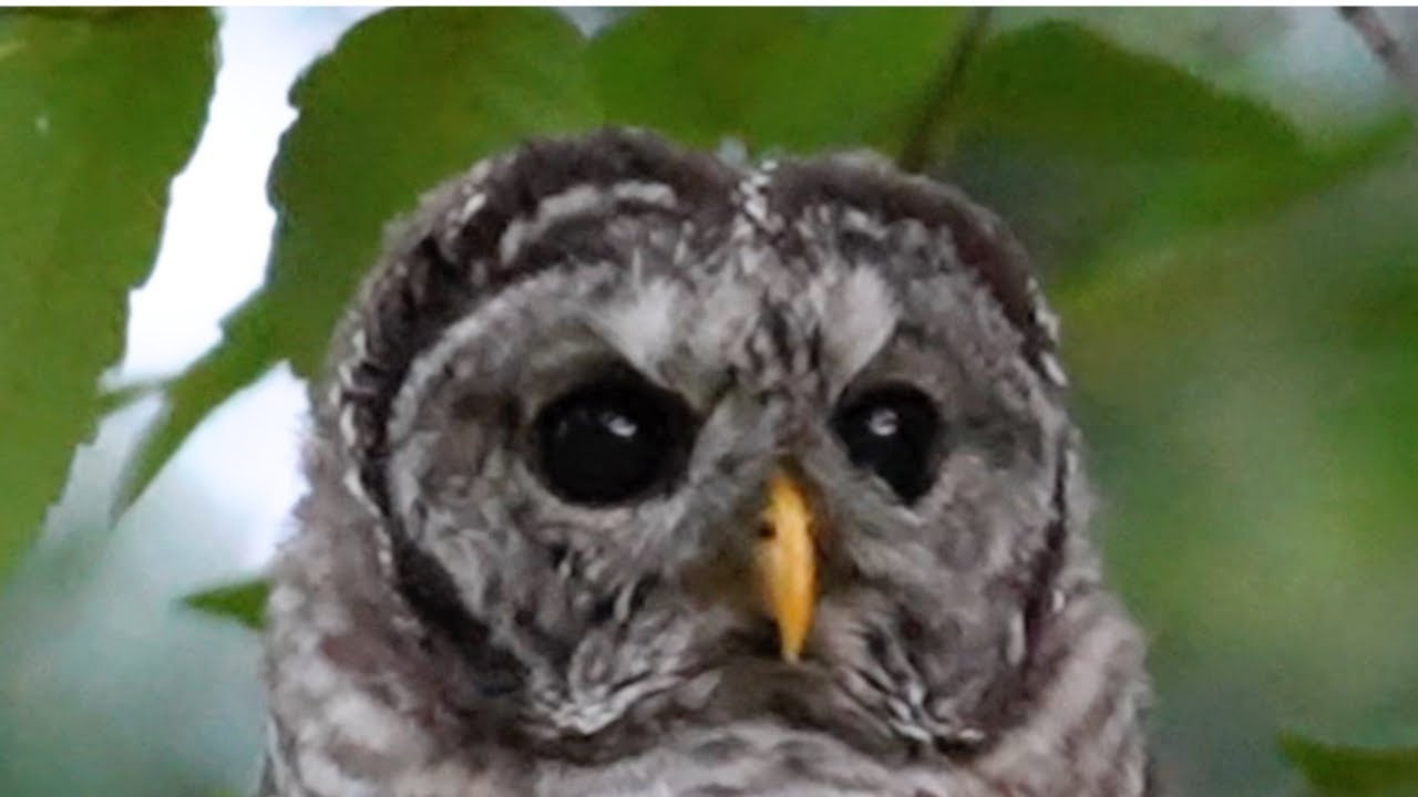 Baby Owls Up Close!! #birds #owl #wildlife #cuteanimals