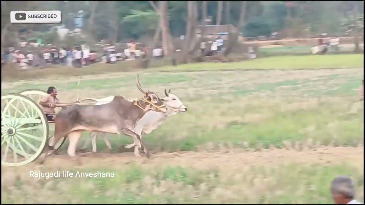 బోయపాడు 3rd prize winner బోయపాడు కుమార్, M. కోటపాడు నాగముని ఎడ్లు పరుగు 