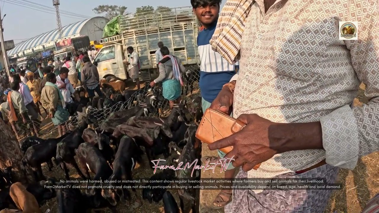 Anantapur Market 17-01-2026 Sheep & Goat Prices | Meka/Goat + Kids Price Today 