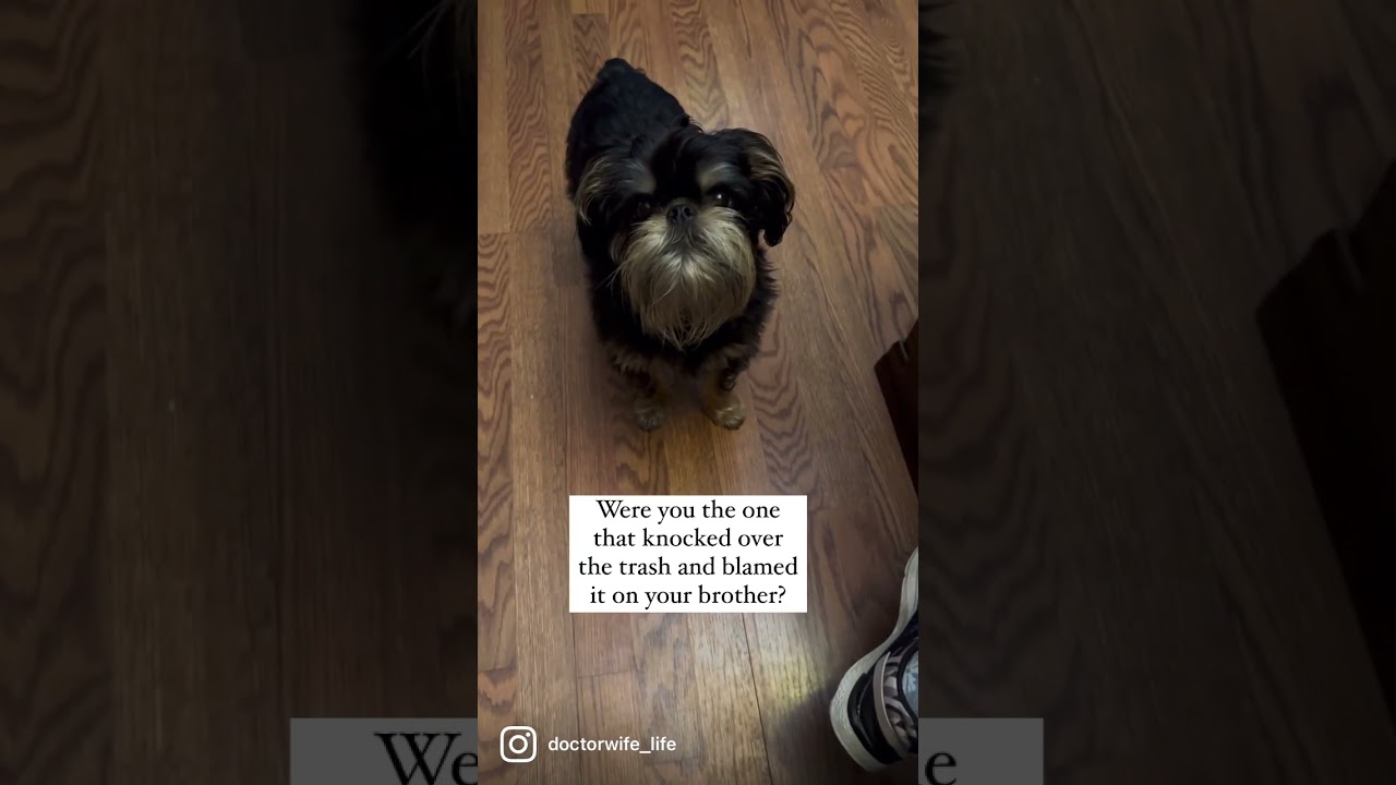 Brussels Griffons&hellip;. They are such a mess😂😂