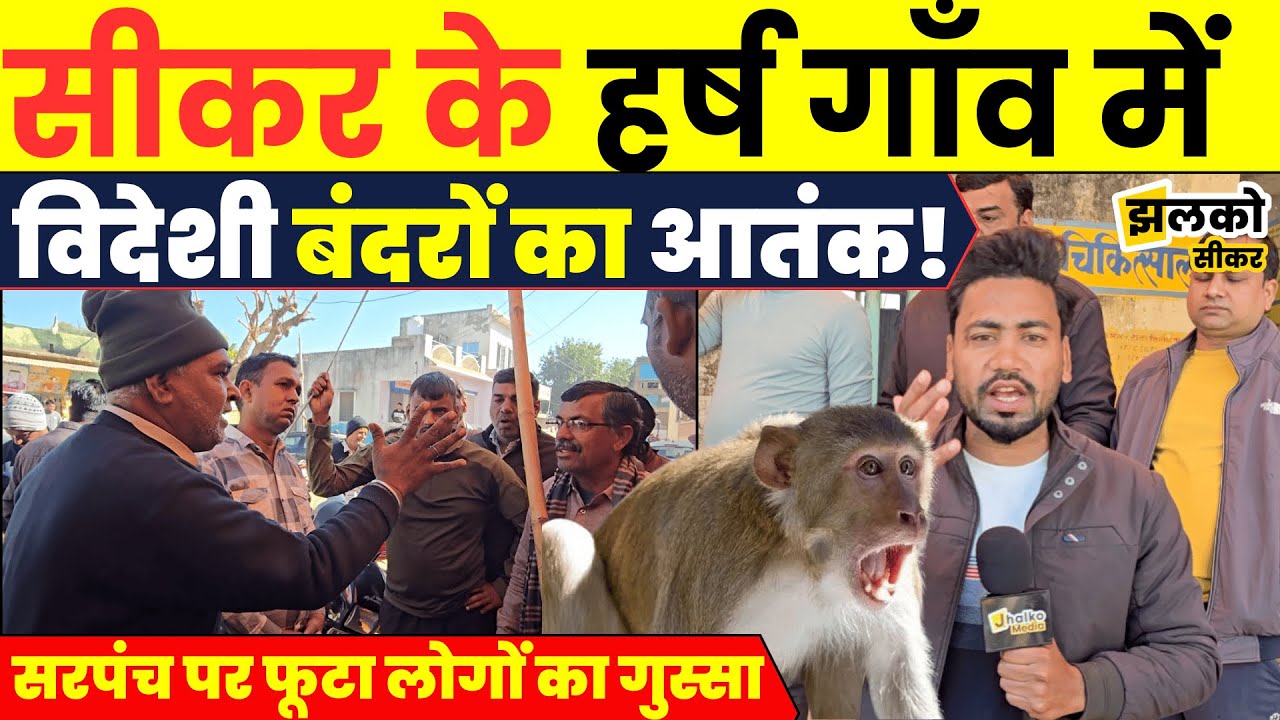 Sikar के Harsh में बाहर से आये बंदरों ने मचाया भारी आतंक, ground report में देखें लोगों का गुस्सा ~
