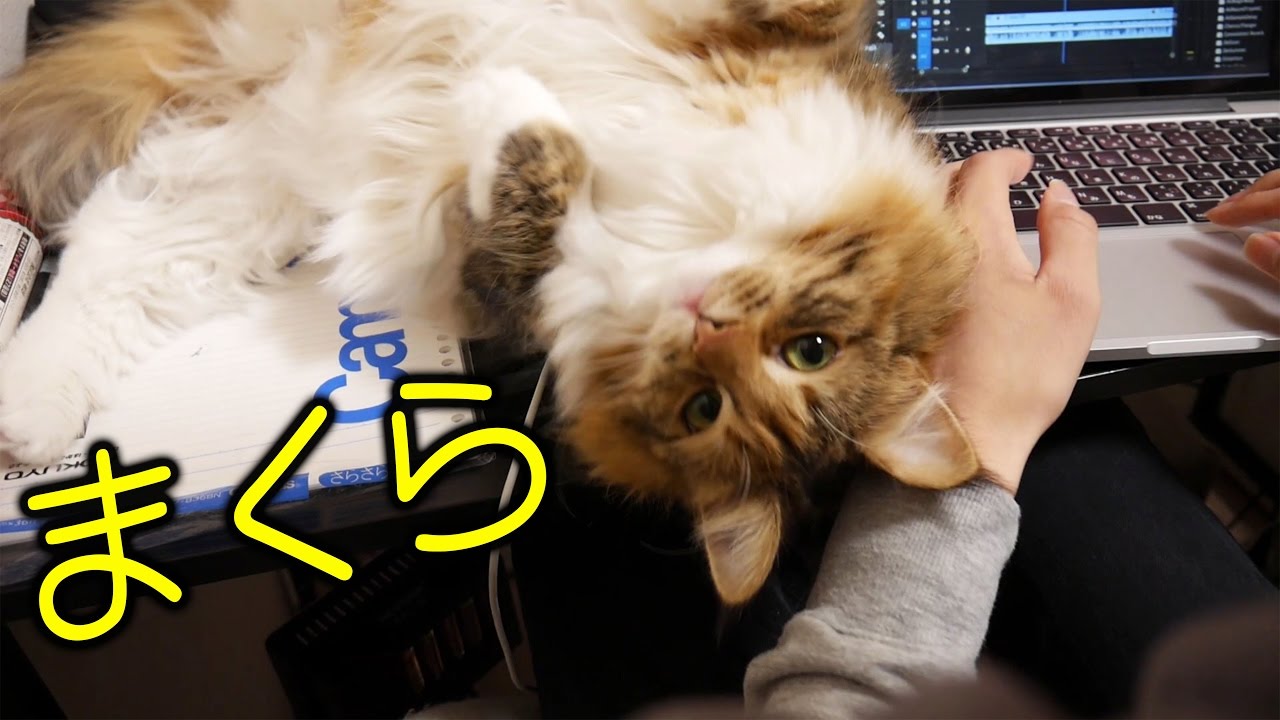 ちゃちゃがどうしても手の上で寝たいらしい