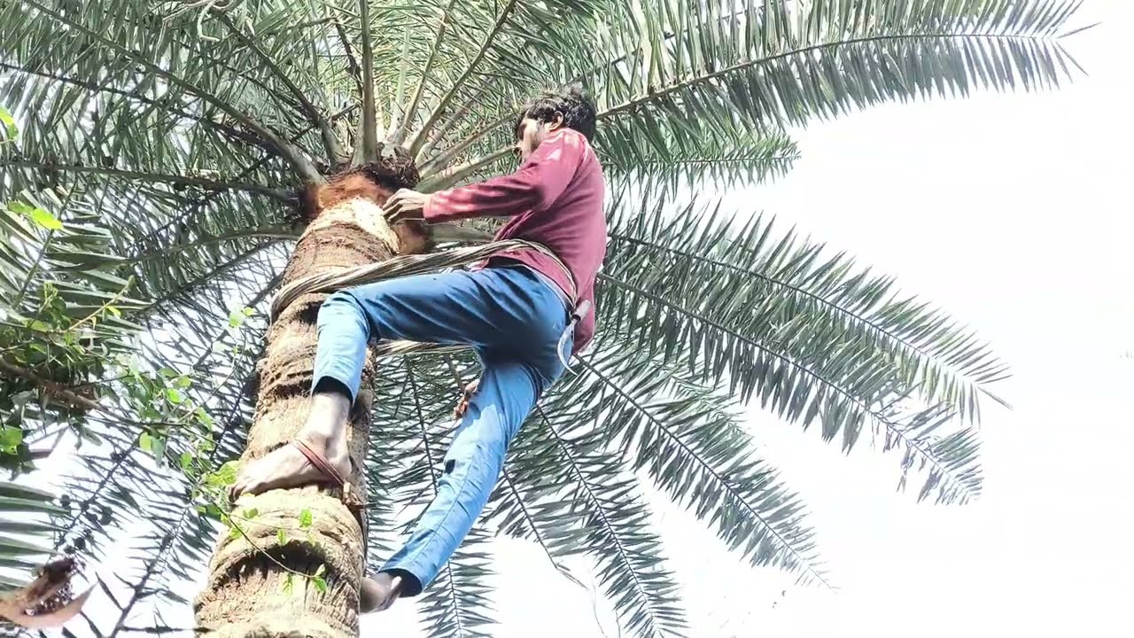 Khajur Kaise chhile 🏝️🎯#chaudhary #Vloger#youtubevideo #trending#how video  