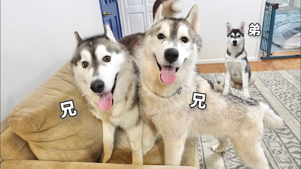 【激似】弟が兄と初対面！無視され続けてもめげない生後4ヶ月の弟ww 【シベリアンハスキー】