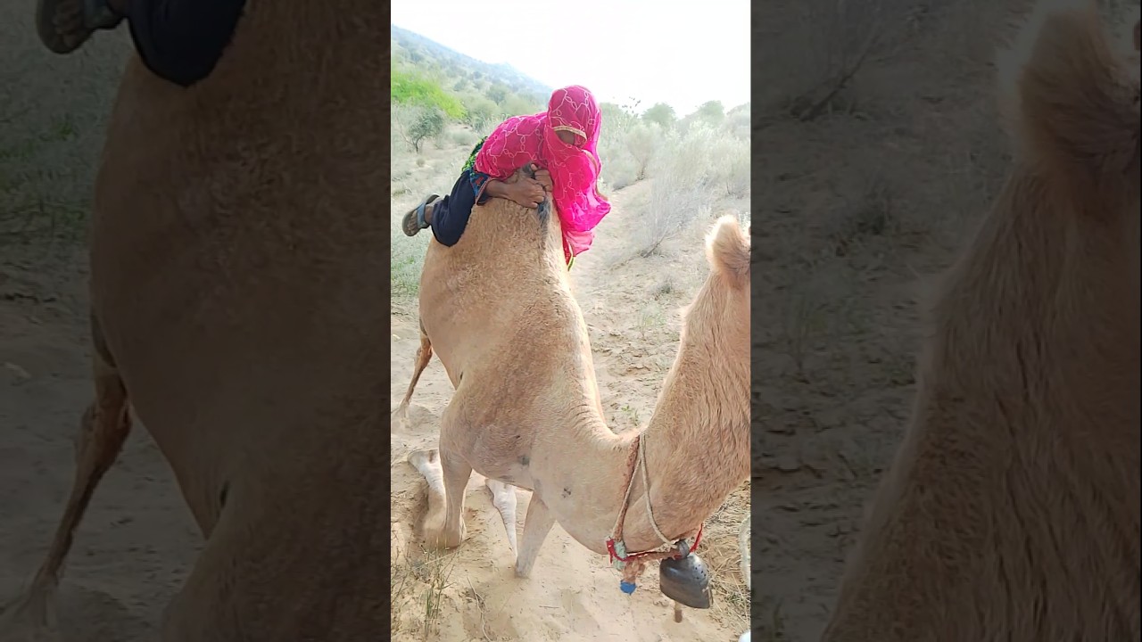 Ride of Tradition | Thari Woman&rsquo;s Journey Through Thar#traditional #journey #thar