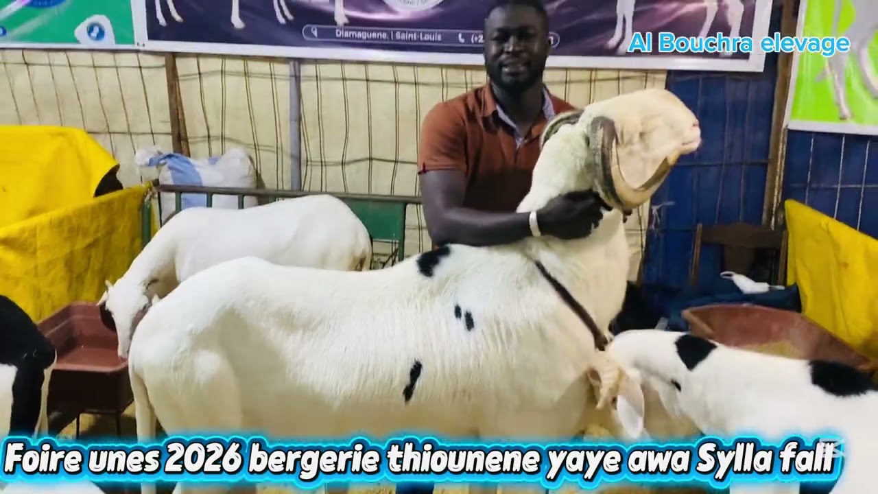 Foire unes : bergerie thiounene yaye awa Sylla fall 