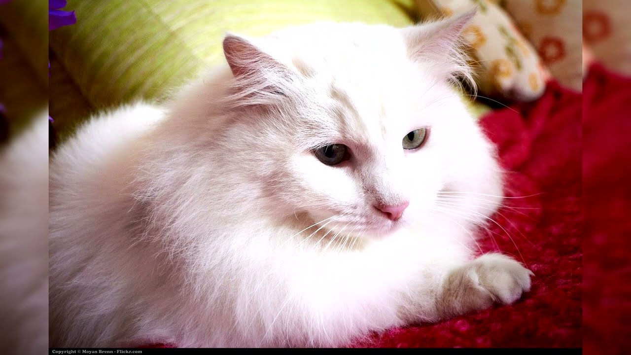Angora turc. Avantages et inconv&eacute;nients, Prix, Comment choisir, Faits, Soins, Histoire