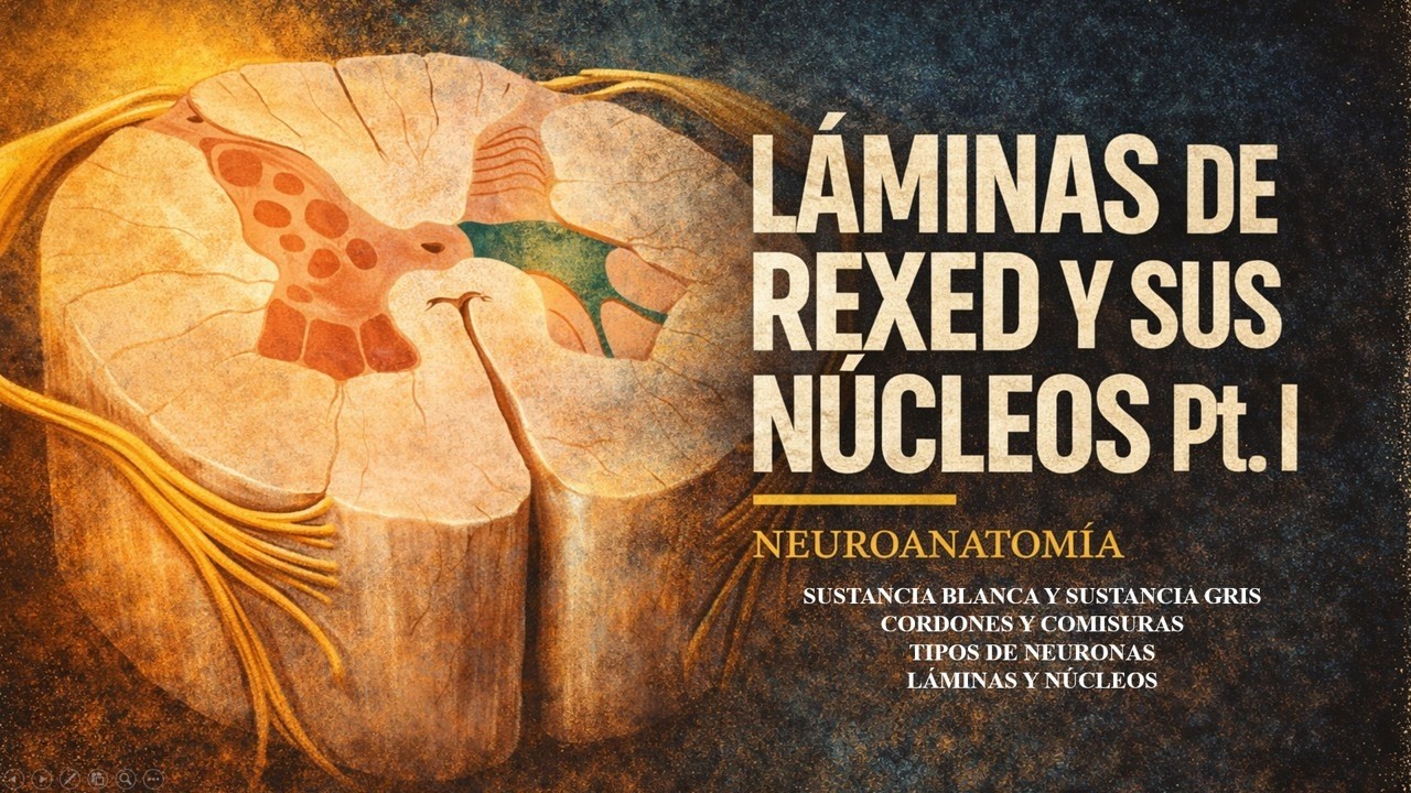 Neuroanatomía - CONFIGURACIÓN INTERNA DE LA MÉDULA ESPINAL (Láminas de Rexed y sus Núcleos)