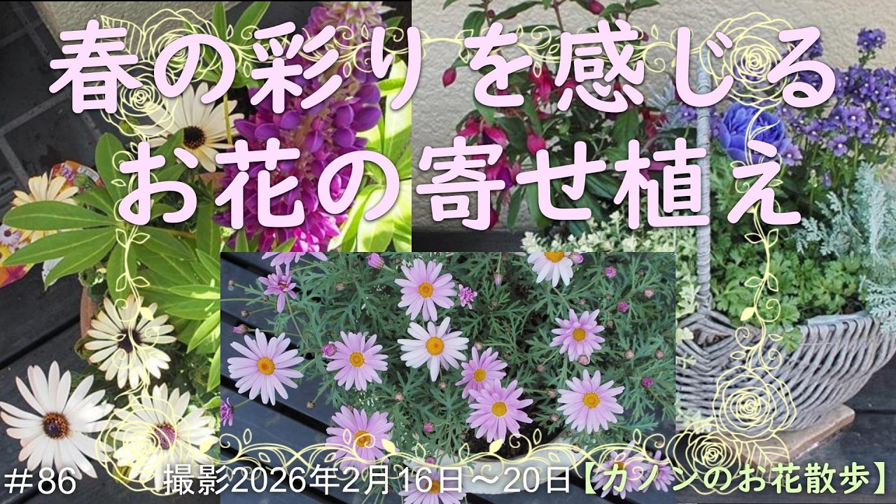 ＃86　春の彩りを感じる寄せ植え作り　お花に合わせてカゴ・レリーフ鉢・つぼ型鉢など選択　春夏に向けて手に入れた花木の植え込み　お花ネームプレートを手作り