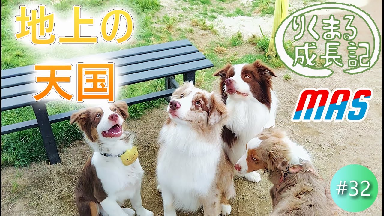 【初ドッグランが楽しすぎて】なんだ、ここは天国か。。。 わんわん広場 りくまる成長記  #32  #ミニチュアアメリカンシェパード #MAS Miniature American Shepherd