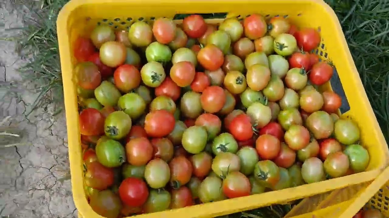 Tuma-as na ang presyo sa kamates 🍅