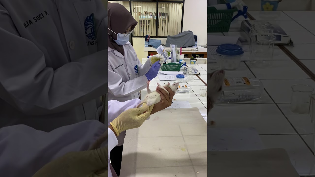 Drug administration: Intramuscular on rat