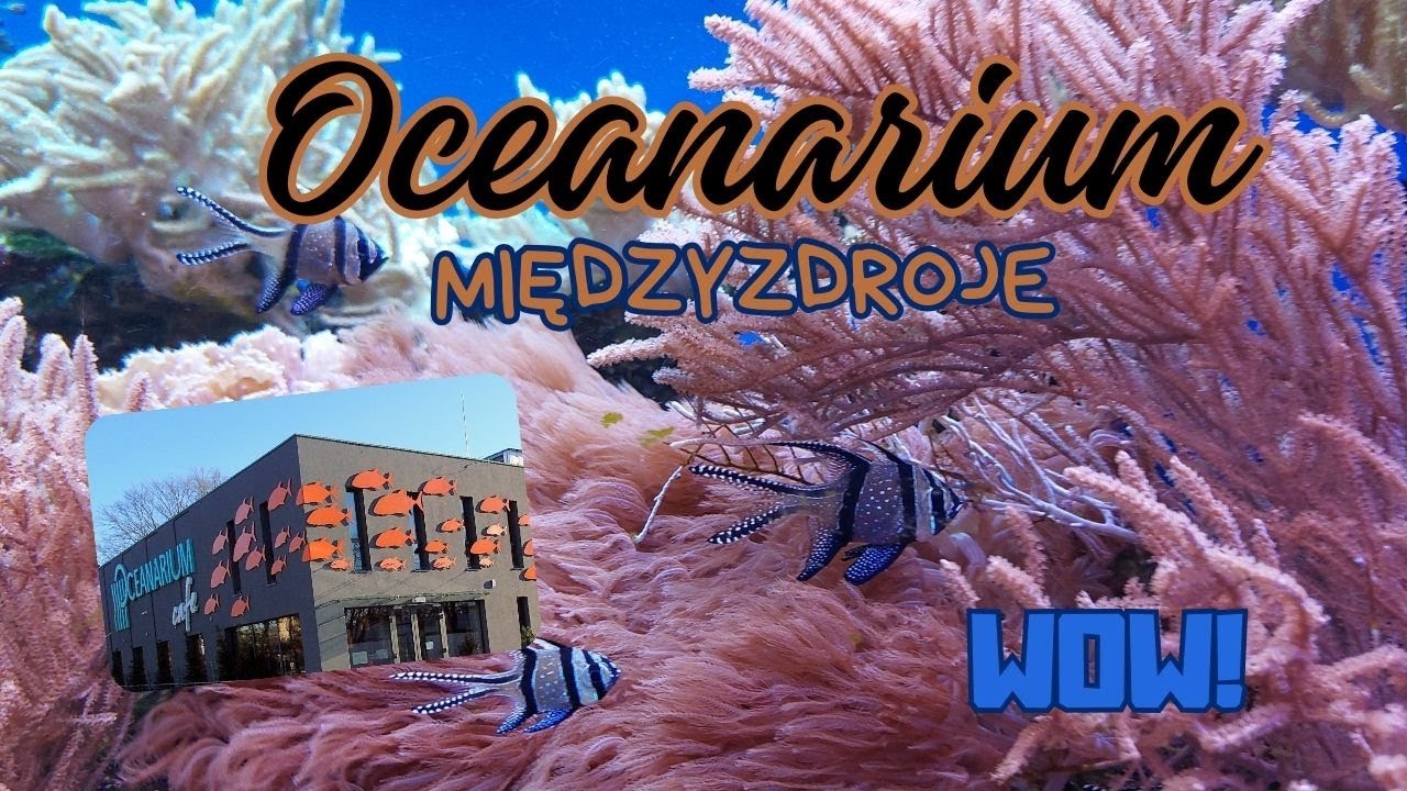 Oceanarium Międzyzdroje! Czy warto?