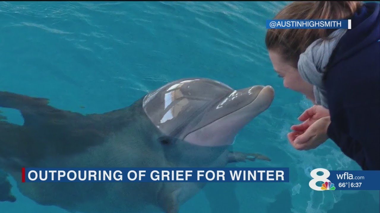 Outpouring of grief for Winter the Dolphin, CMA to release more details about her death
