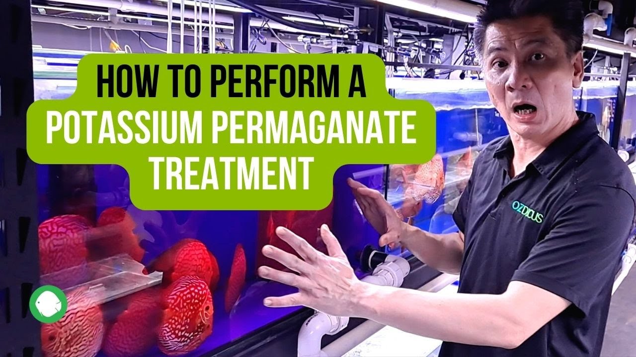 Как провести обработку перманганатом калия — OZ Discus