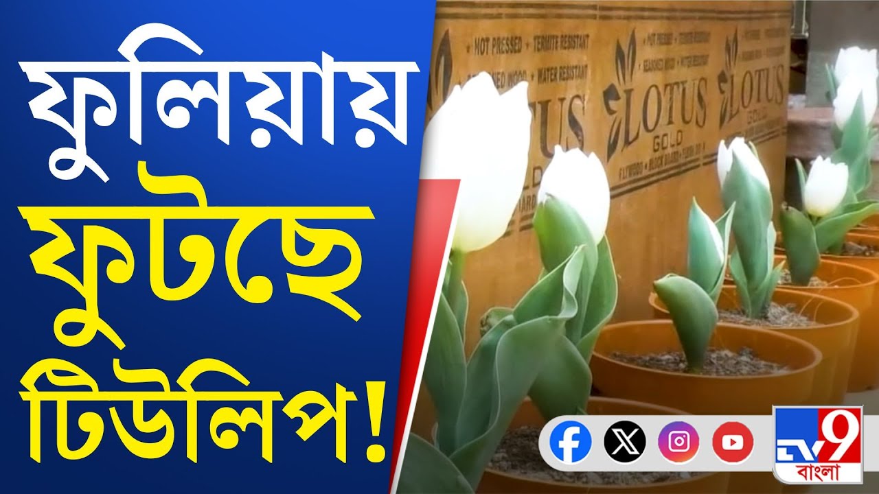 Fulia, Tulip Garden: কৃত্তিবাস ওঝার ভিটের কাছে 'ফুলের জলসা'