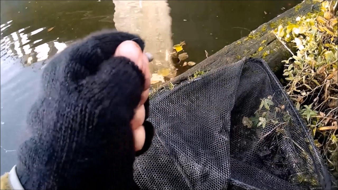 Perch fishing in Wroxham - Smashed it! (at last......)