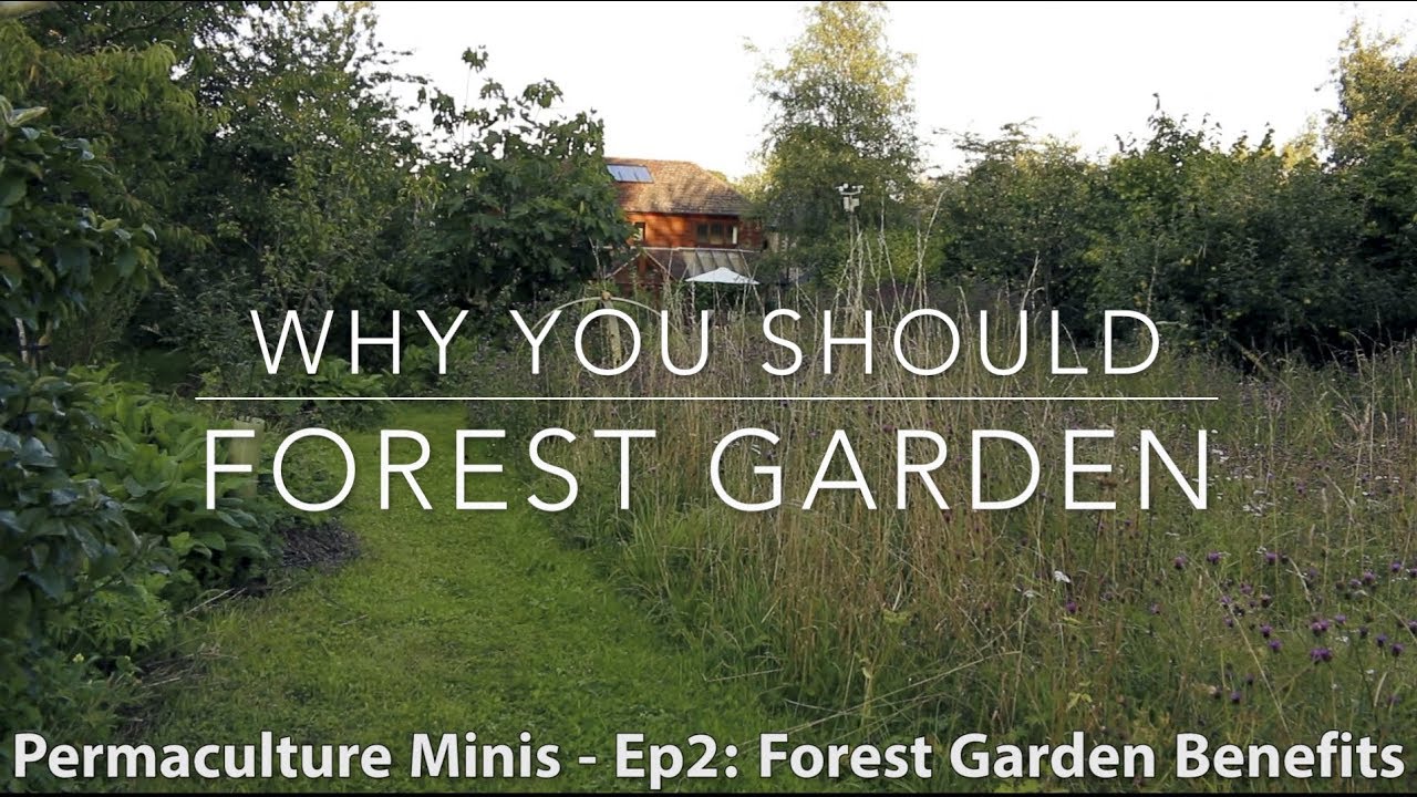 The Many Benefits of Creating a Forest Garden
