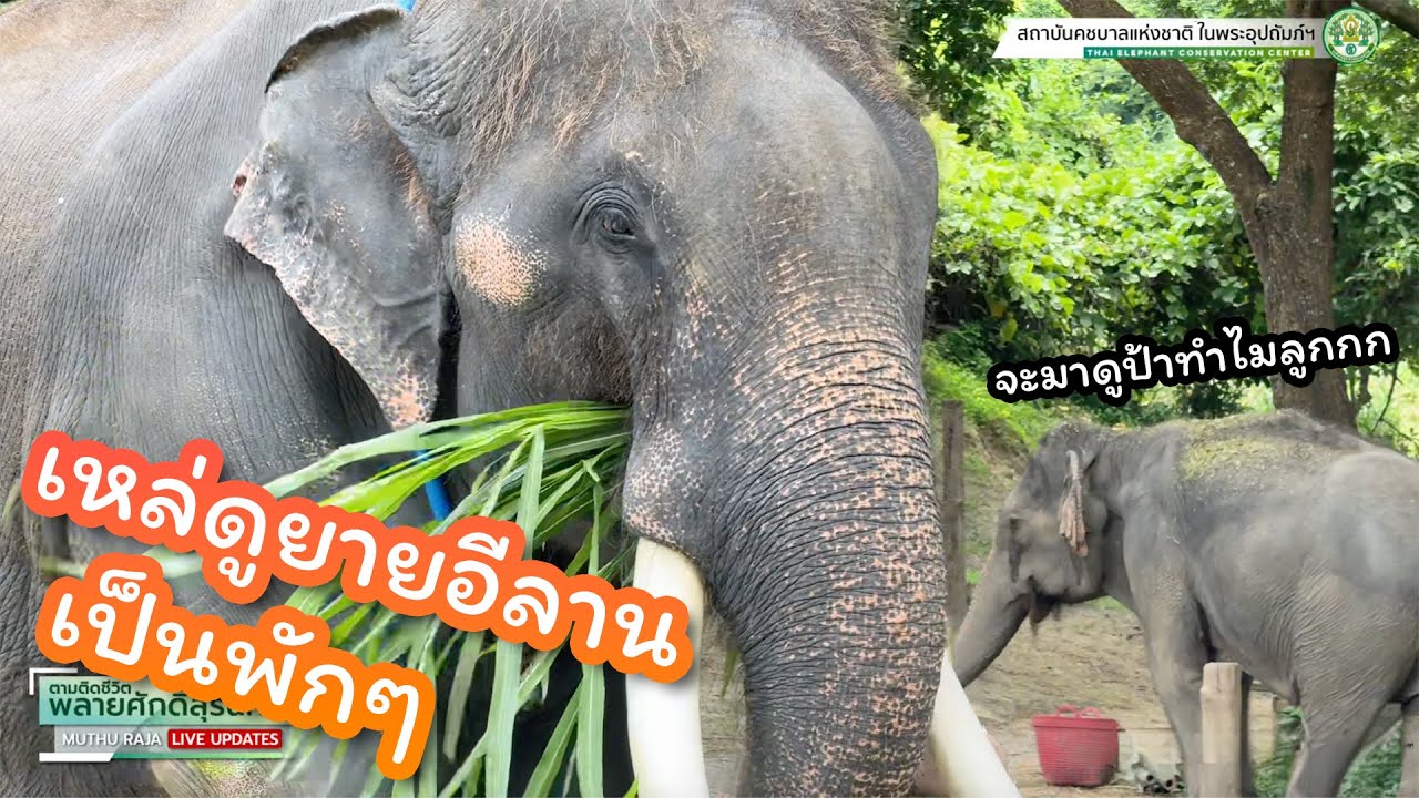 ตามติดชีวิต #พลายศักดิ์สุรินทร์ 29 ก.ค. 2568 กินข้าวไปเหล่สาวไป