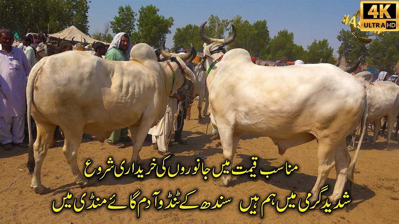 Tando Adam Cow and Cattle Cheapest Mandi Sindh 2024 | قربانی کے جانور چھوٹے بڑے سب سستے ملیں گے