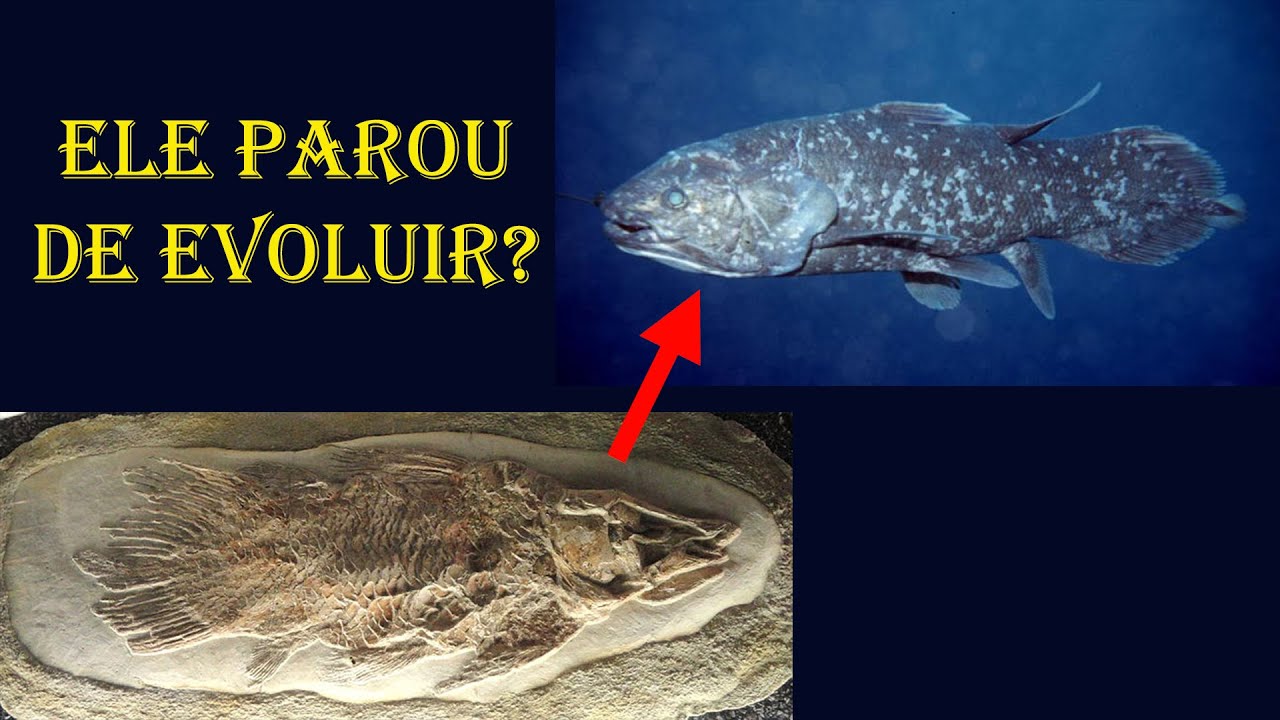 A verdadeira história do CELACANTO: fóssil vivo?
