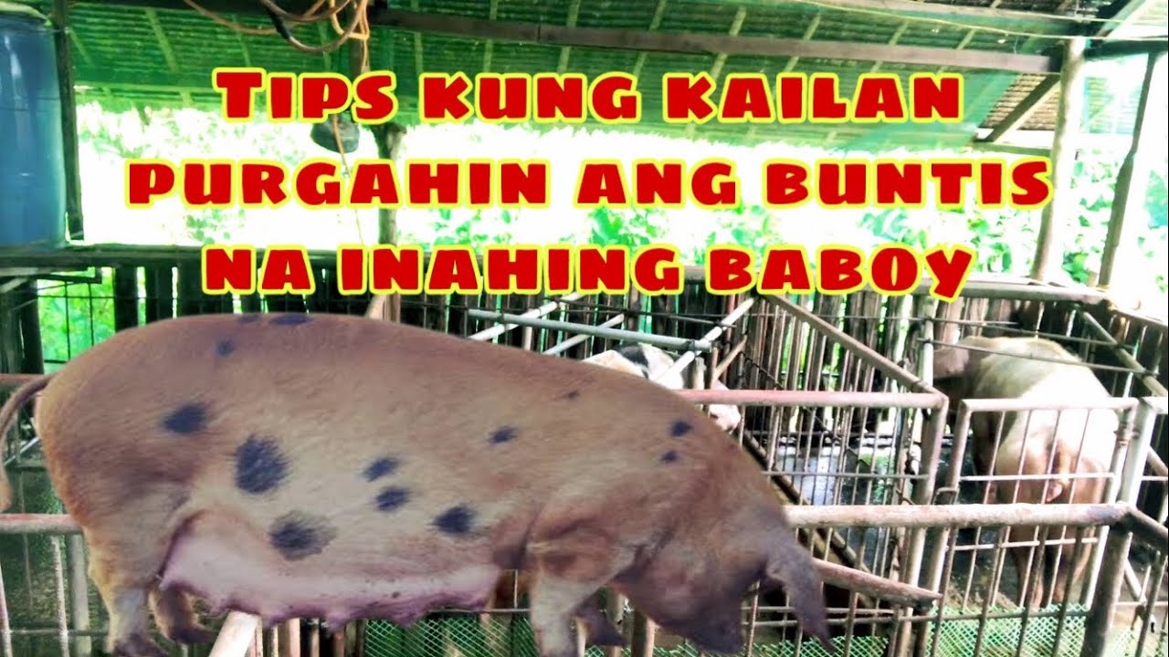 Kailan pwedeng purgahin ang buntis na mga inahing baboy | Ryan Patenio