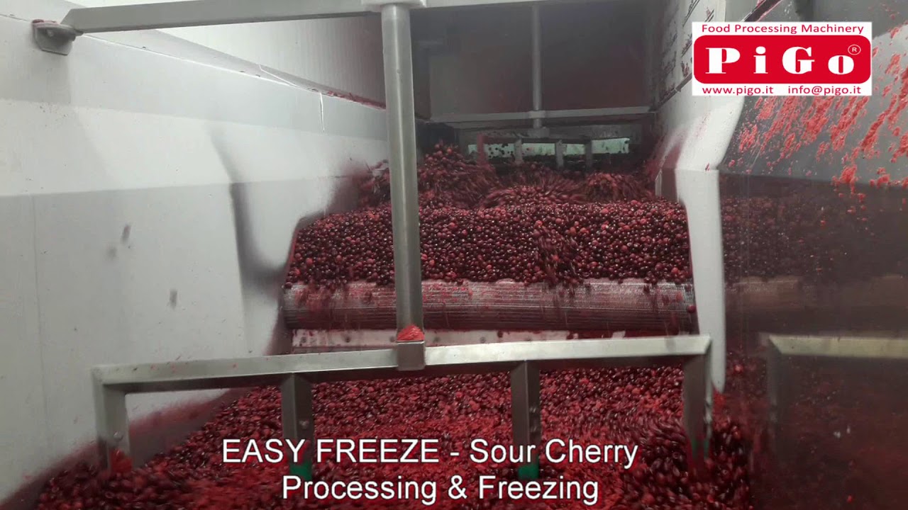 PIGO srl - Sour Cherry Processing & Freezing