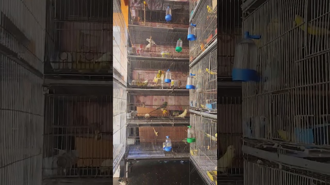 #minhasaves #ringneckparrot #calopsita #rosela #redrumped #forpus #agapornis