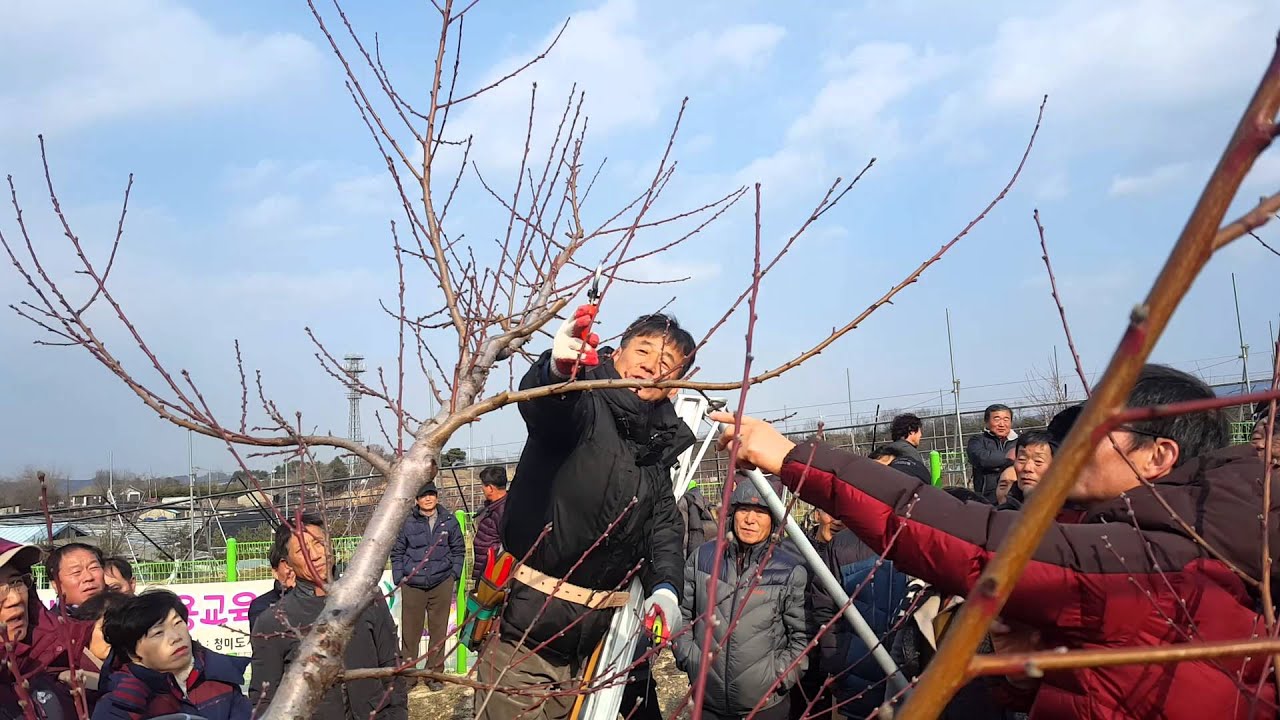 복숭아 전정교육