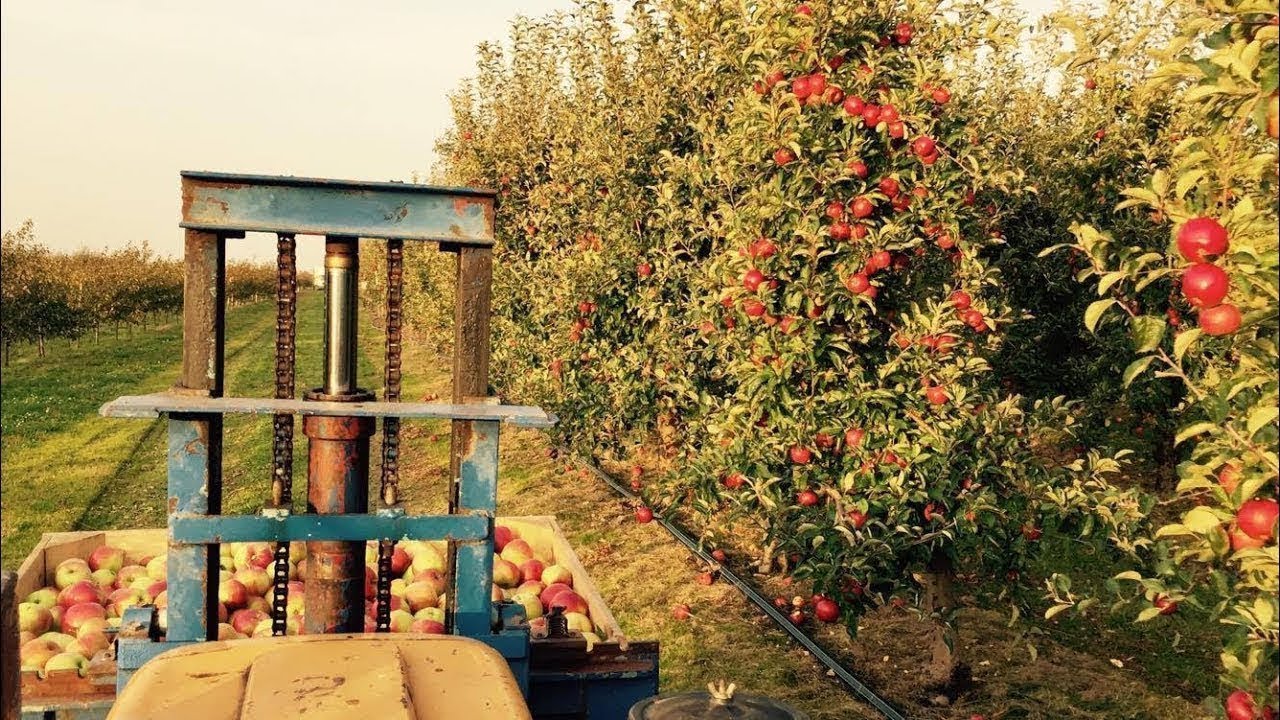 Zbiory jabłek 2017!(Apple picking, appeloogs, Apfelernte, Raccolta di mele) Made in Poland! Ursus!