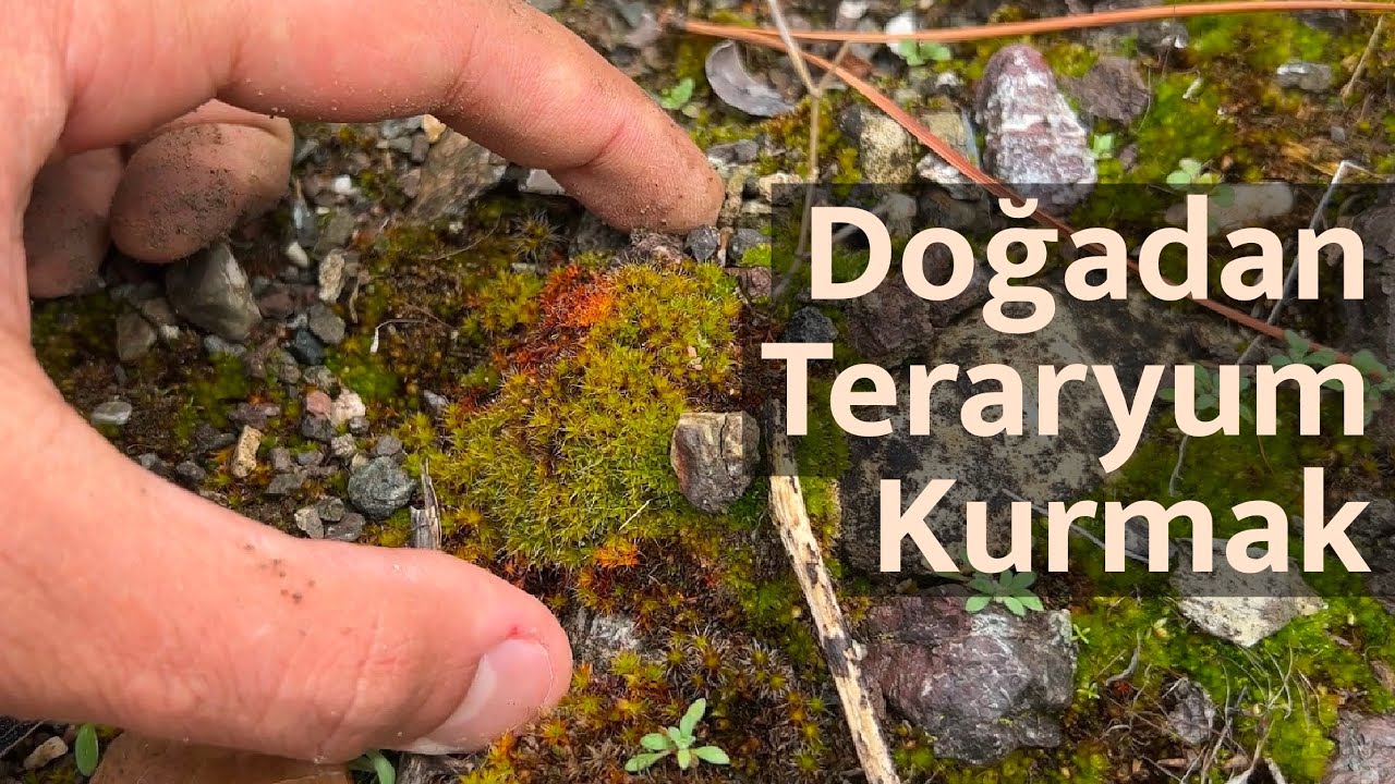 Doğadan Teraryum Kurmak !?! | Moss Çiftliği Kurulum Rehberi