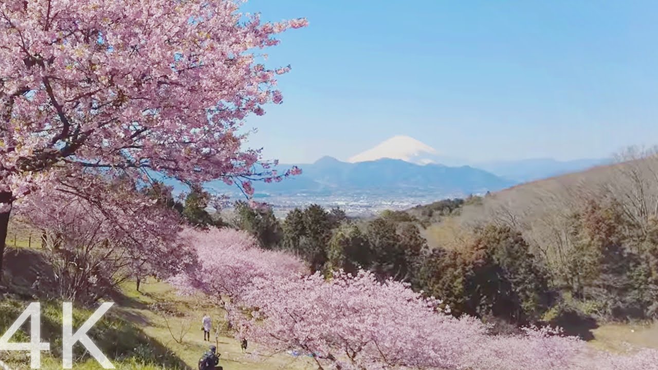 【4K】Ooi Yume no Sato: A Sunny Day Stroll