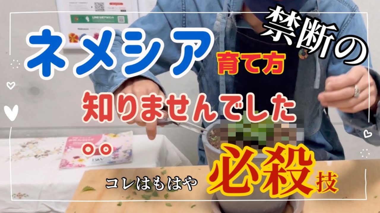「ネメシア」の育て方 モリモリ咲かせるなら見てください　常識はずれ？今夜園芸の常識を変える　コレはもはや必殺技