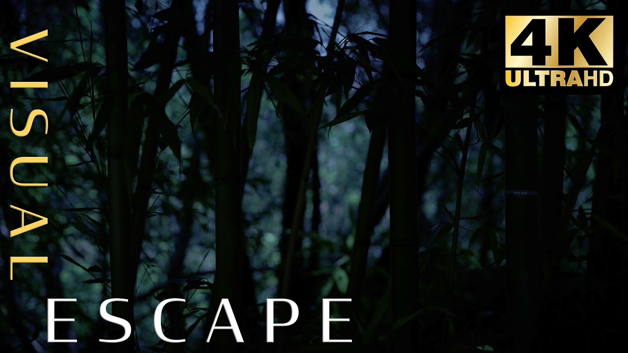 Bamboo Forest 🎋 - Gentle Music and night sounds to sooth you to sleep