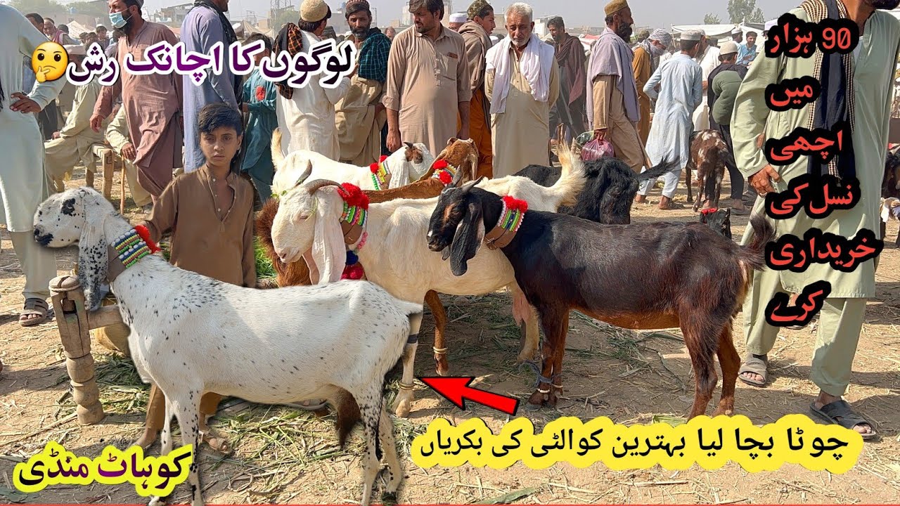 Kohat Biggest Bakra Mandi- Goat Mandi In Pakistan November 2, 2025
