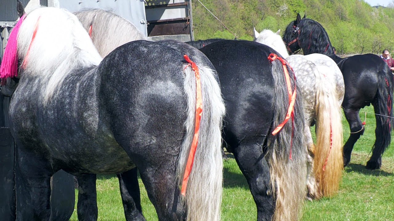 Târg expozițional de cai Gura Putnei-Bucovina 23 Aprilie 2025 ep 7