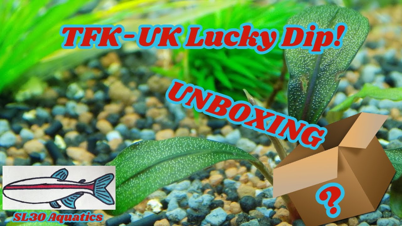 Mystery Unboxing: Aquarium Plants | SL30 Unboxed | SL30 Aquatics