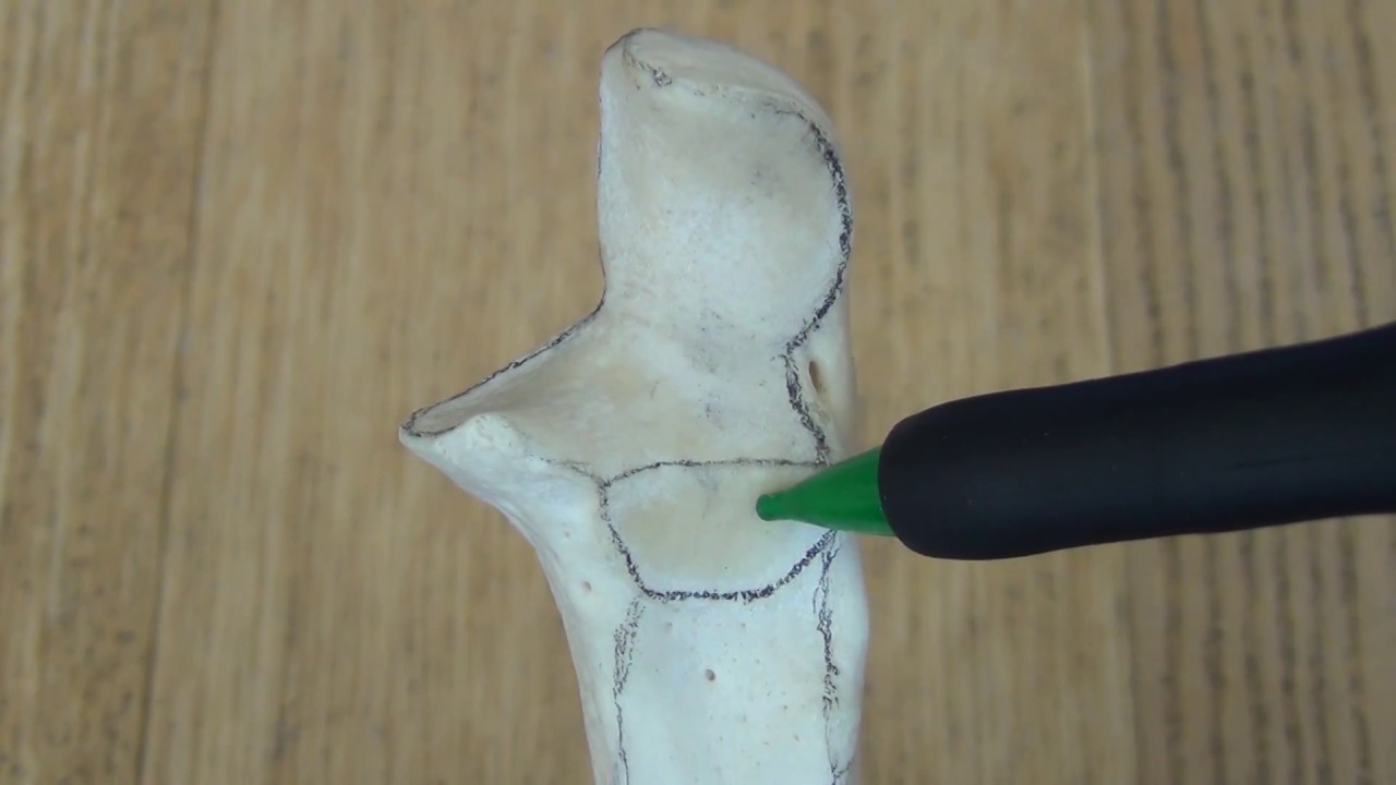 Anatomy and Osteology of the Ulna
