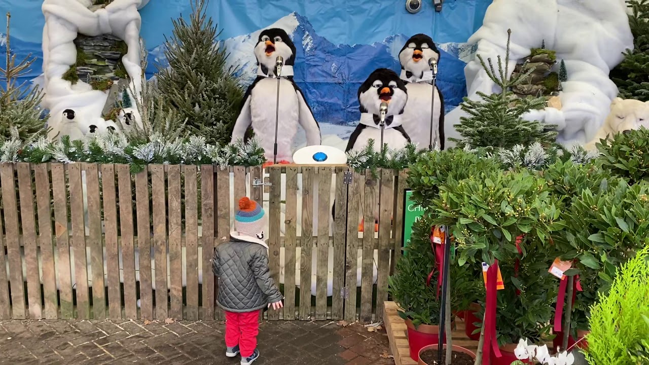 Singing Penguins - Christmas at Brambridge Garden Centre feat. Harry 2
