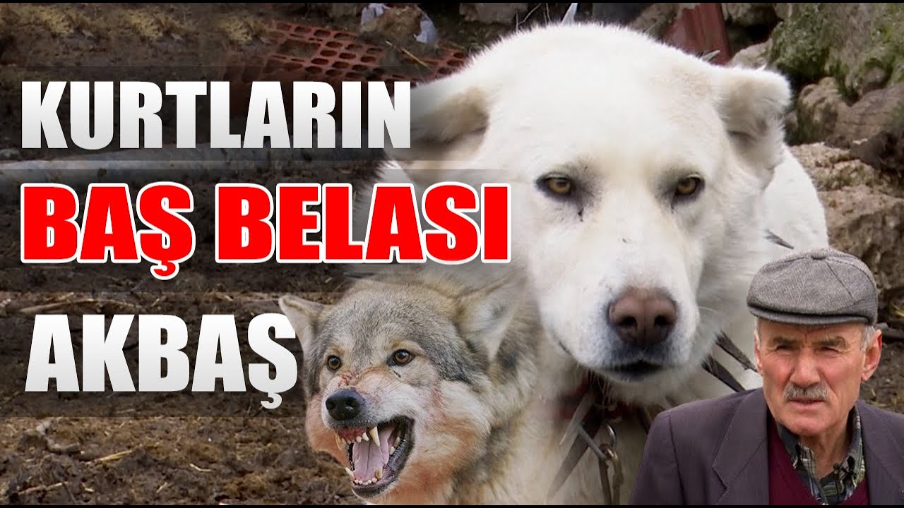 60 Yıllık Akbaş Ustası Tartışmaya Son Noktayı Koydu! / Anadolu Aslanları - Barış Çiçek