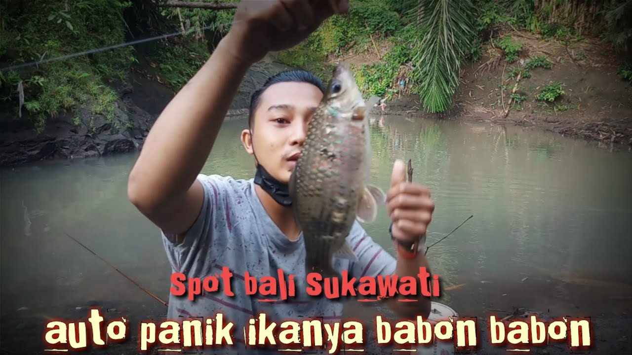 spot ViRaL !!! mancing nilem dan nila auto ikanya babon babon BALI SUKAWATI