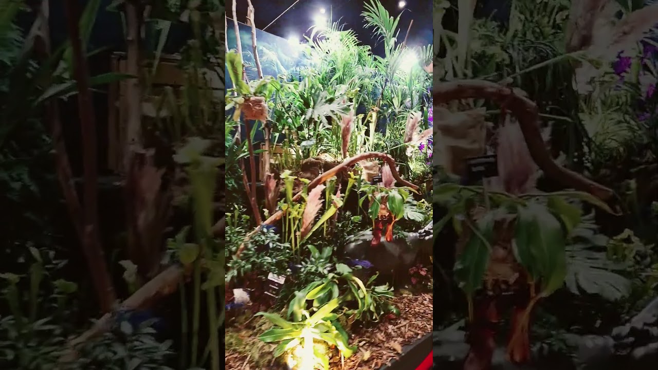 🇵🇱 World Flower Show - Światowa Wystawa Roślin. Katowice.  #plants #exhibition #nature #terrarium
