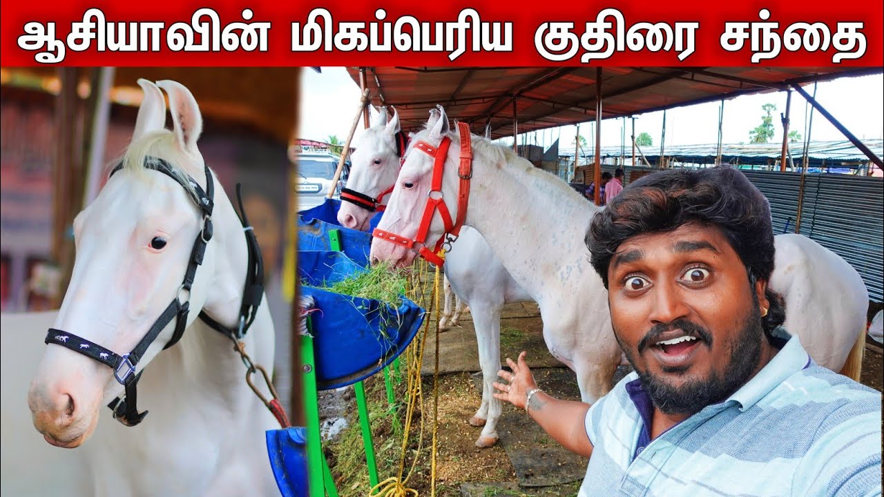 🔴World's Biggest Horse Market in India | Anthiyur Gurunatha Swamy Temple Horse Fair 2024