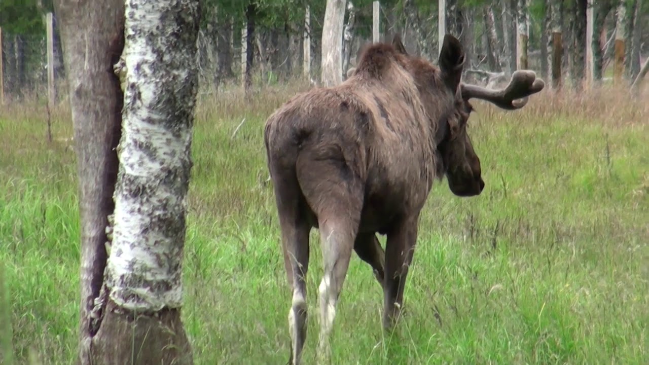 Natuurlijk Noorwegen - Freddy Ledent