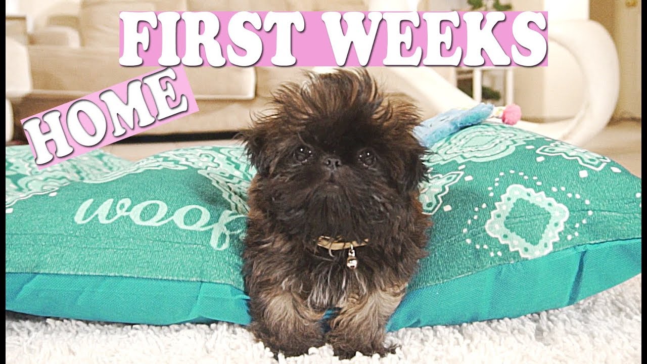 Puppy's FIRST WEEK Home! | Imperial Shih Tzu